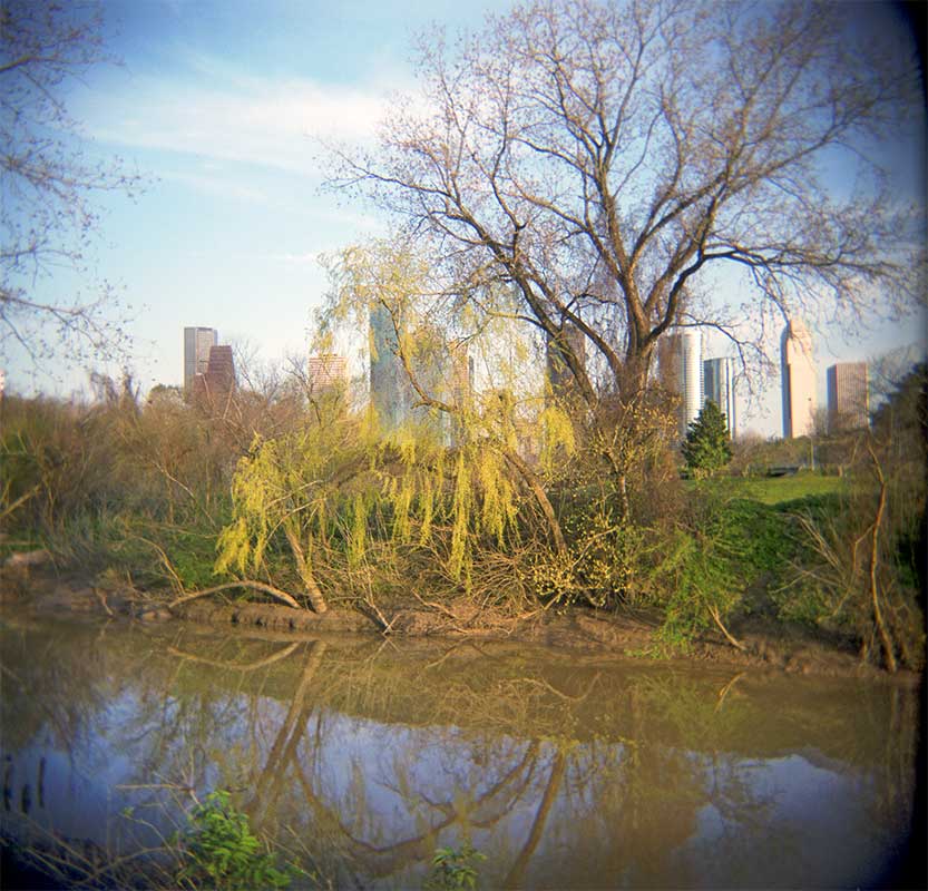 Yellow willow