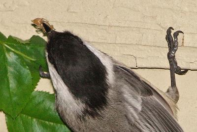 Chickadee (Black-capped and/or Carolina)