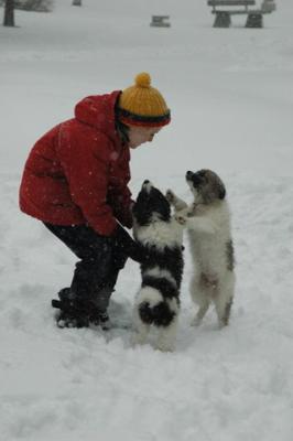 Jan 22/05   (temp)   SNOW DOGS  !