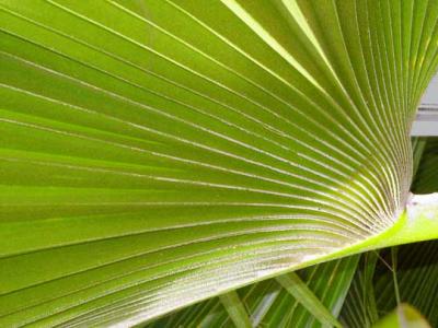 Stan Johnston: Palm Leaf