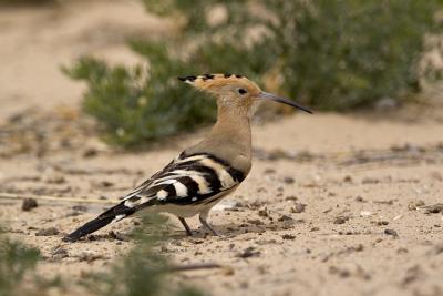 Upupa (Hoopoe)