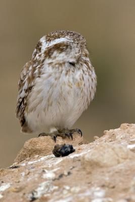 Civetta (Little Owl)