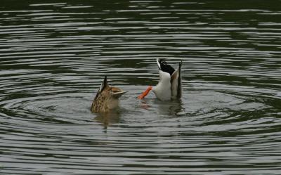 DABBLING DUCKS I