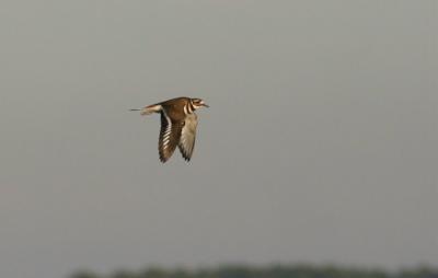 FLYING KILLDEER