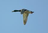 FLYING MALLARD