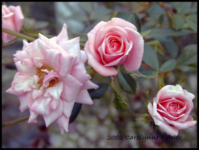 Fun with Photoshop Elements