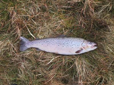 The same fat stockie on its way to looking like the thin one below