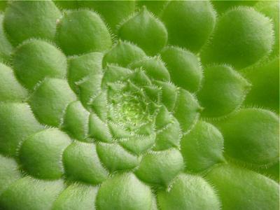 u15/blphotography/medium/38932400.AeoniumTabuliformeweb.jpg