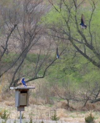 Bluebird protecting his nest from tree swallows.