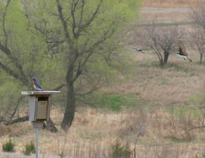 Bluebird protecting his nest from tree swallows.