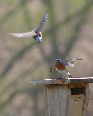 Bluebirds - She's coming in and he's taking off...