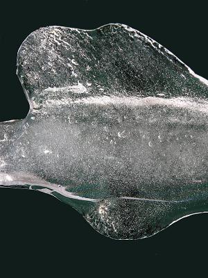 wIce Fish.jpg