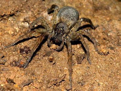 wSpider in the Dirt.jpg