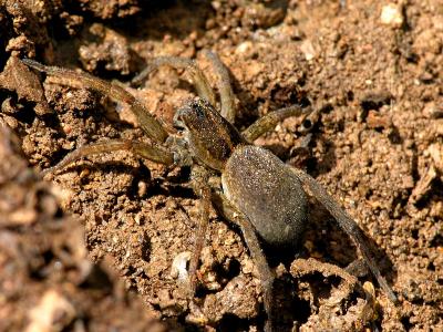 wSpider in the Dirt2.jpg