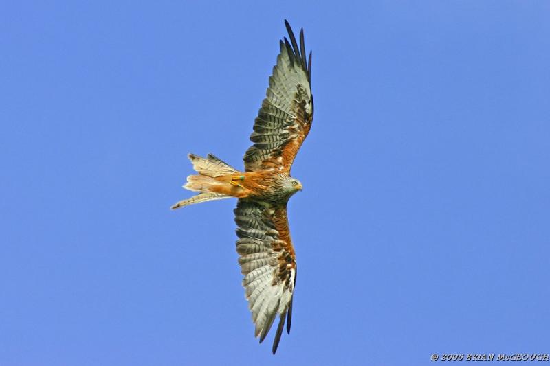 red kite 1.jpg