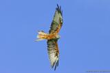 red kite 1.jpg