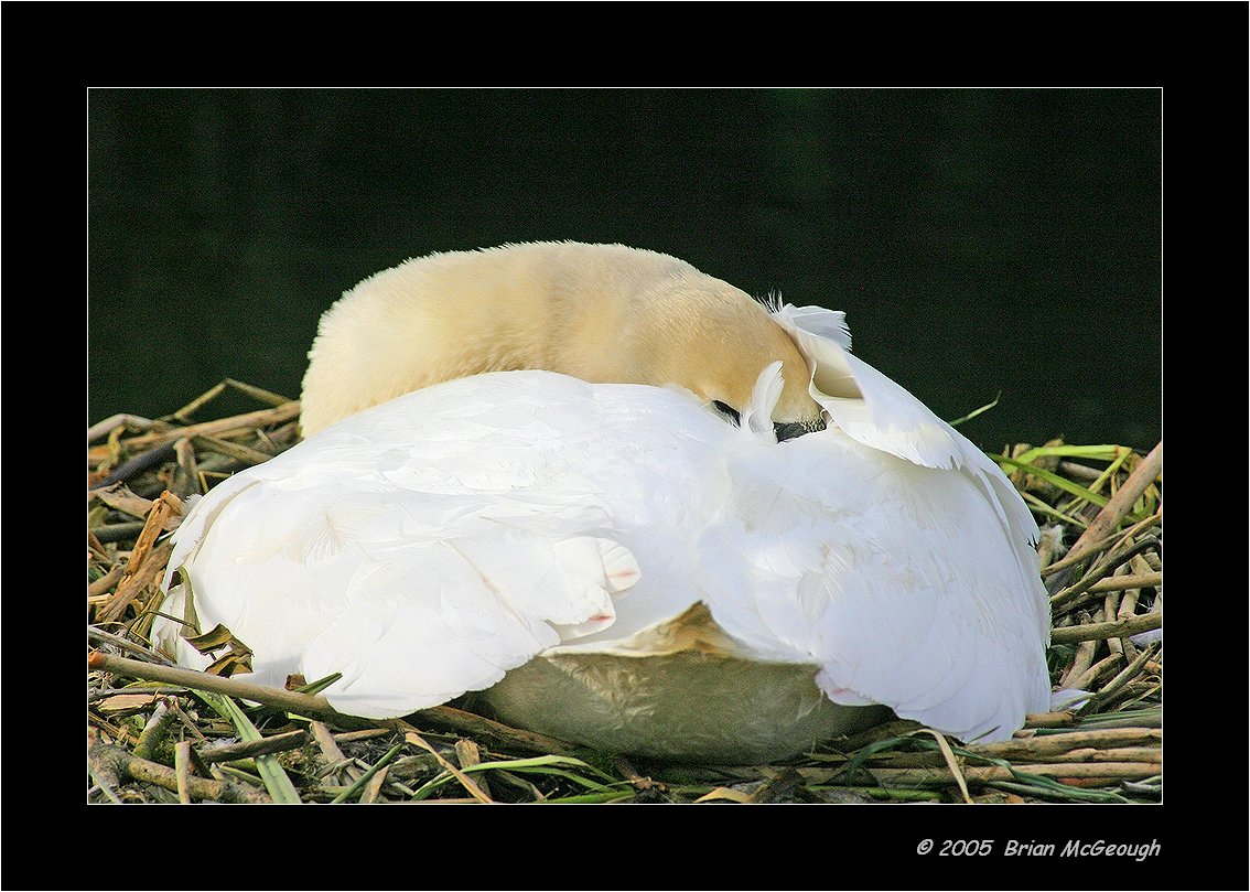 swan nest.jpg