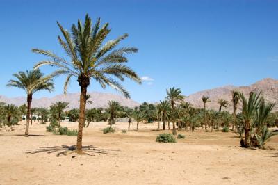 Much of the area surrounding Aqaba is covered in palm trees