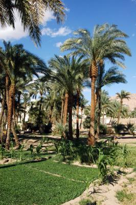 Aqaba Castle is surrounded by small gardens