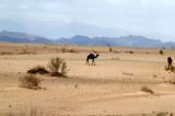Camel in the desert off the Dead Sea Highway