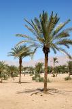 Palm trees, Aqaba