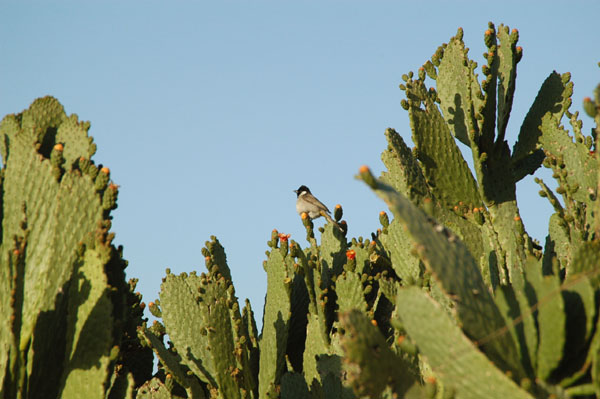 Bird in the cactus garden, Dubai Creek Park