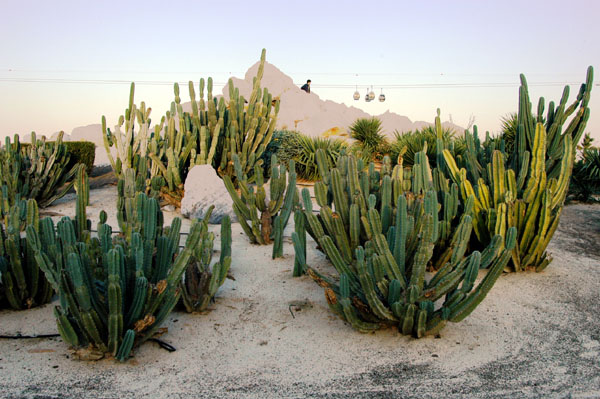 Cactus garden of Dubai Creek Park