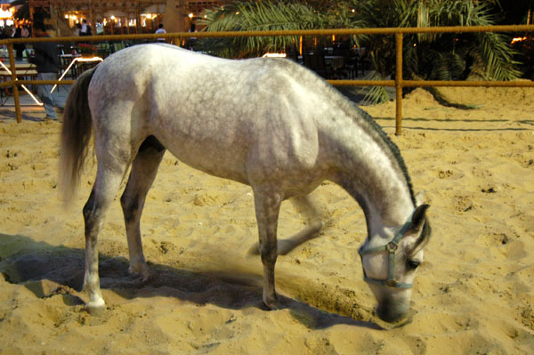Arabian horse