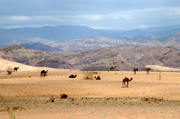 Herd of camels , Jordan