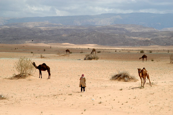 Bedouin and camels off the main road
