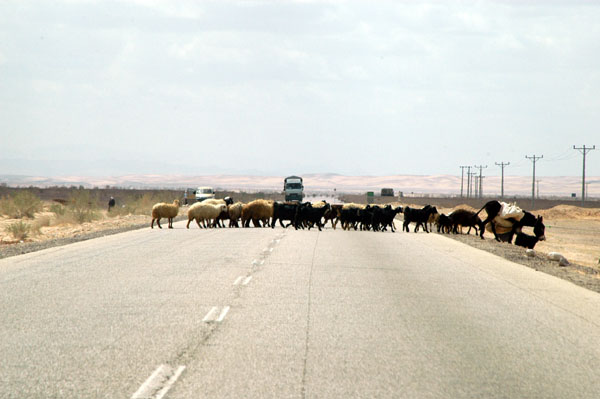 Herd of sheep and goats crossing the Dead Sea Highway