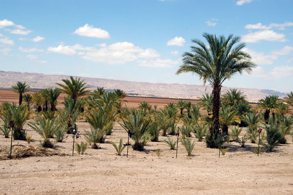Date farm, Wadi Araba