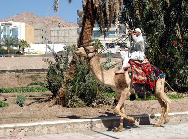 Camel and rider in Aqaba