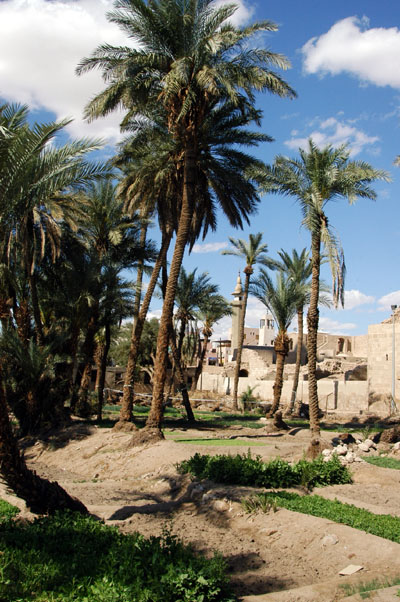Palms around Aqaba Castle