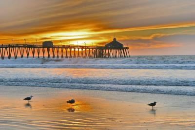 Seagulls At Sunset