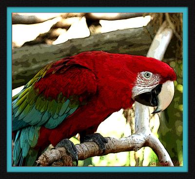 u15/bobbie2/medium/38883655.redparrotposteredgemattedframed.jpg