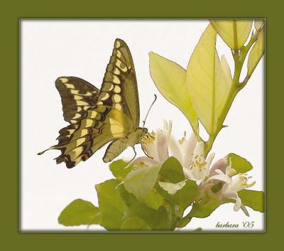 u15/bobbie2/medium/41947255.bflyonorangeblossomsDavidRowleyHayesCafeX.jpg