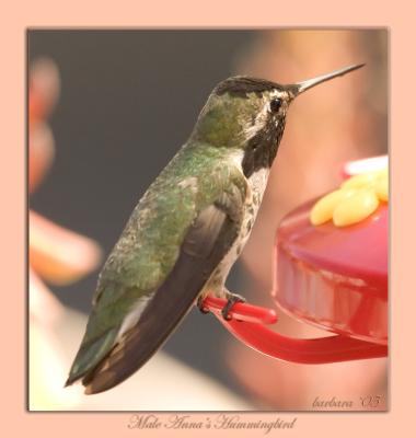 anna's male sitting at feederIMG_7894.jpg