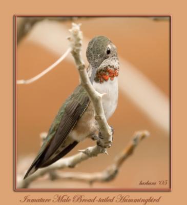 u15/bobbie2/medium/42004342.inmaturemalebroadtailedhummer_IMG_7108.jpg
