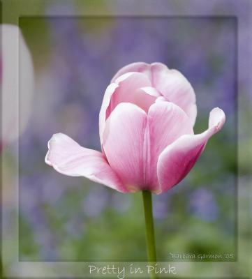 pretty in pink tulip IMG_8788 copy.jpg