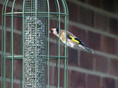 668 Goldfinch.jpg