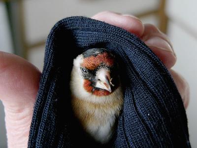 748 Rescued goldfinch.jpg