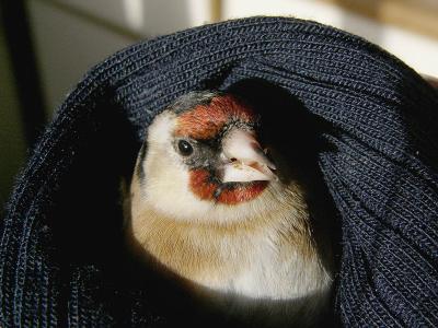753 Rescued goldfinch.jpg