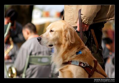 First meet  the guide dog /  Jɪ