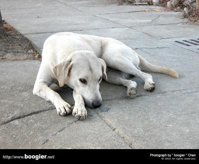u15/boogier/medium/38853828.nameless3800.jpg