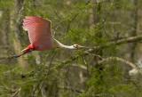 Roseate Spoonbill Flight I.jpg