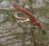 Roseate Spoonbill Flight.jpg