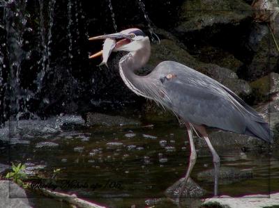 Blue heron and fish-apr-10.jpg