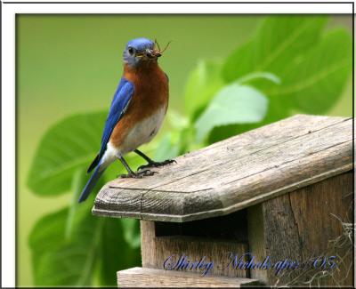 u15/braveart/medium/41938144.MakinggroceriesinsouthLouisiana.jpg