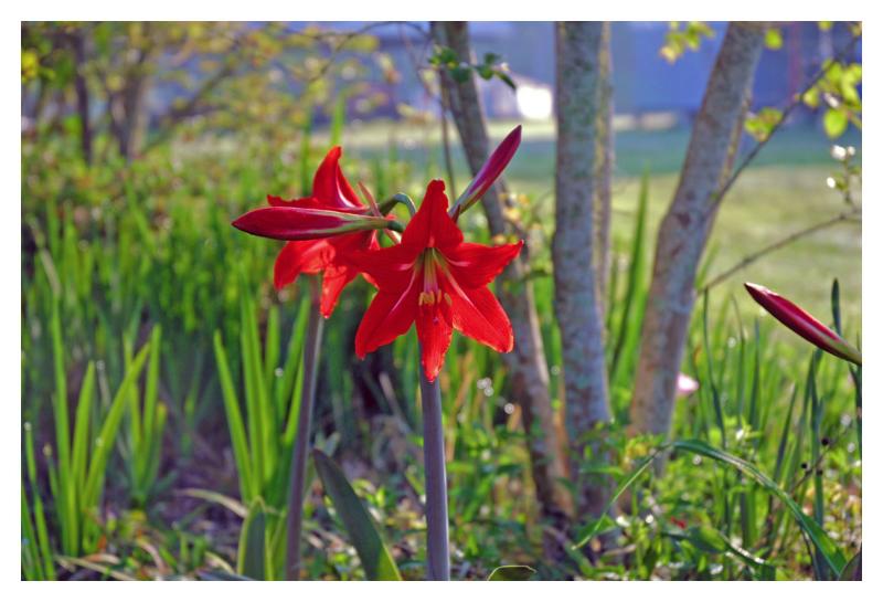 Saint Joseph Lily_0004